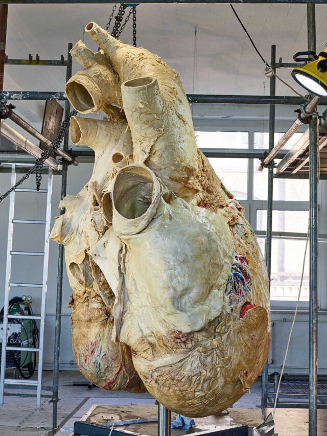 Preserved Heart of a Blue Whale 181 kg