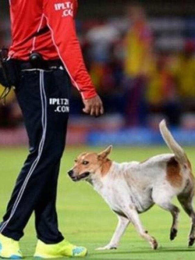 Arjun Tendulkar Bitten by a dog before big match